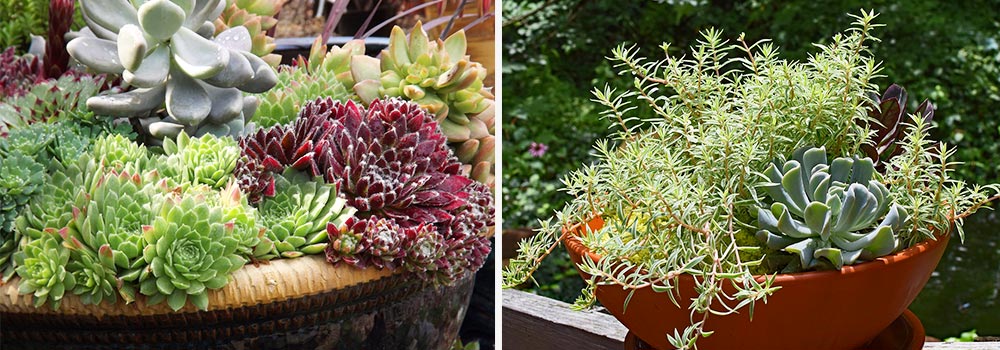 Succulent container gardens