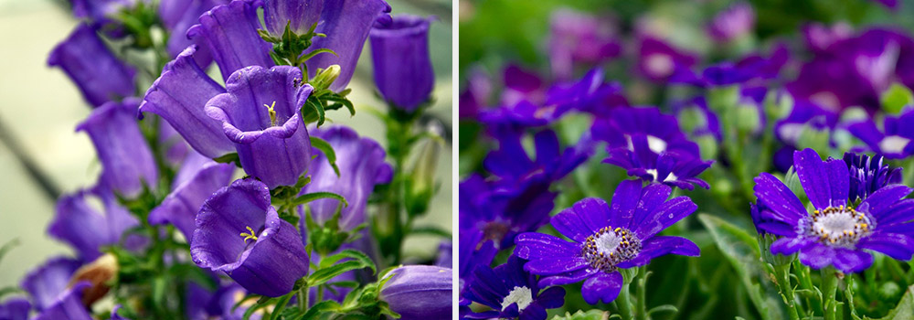 Ultra-violet flowers 