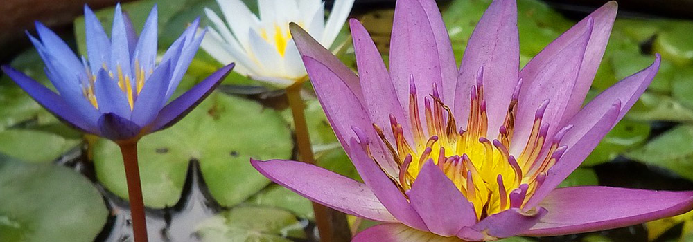 Water Lilies in a container garden pond