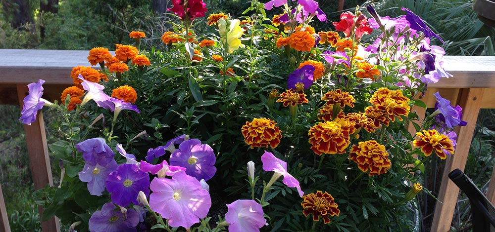 Container Garden with Marigolds, Petunias and other flowers