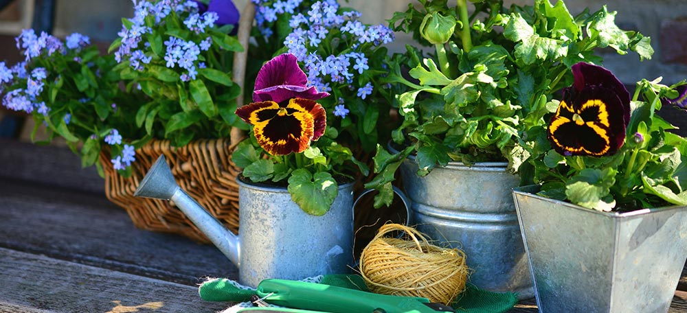 Flowers in pots with gardening tools