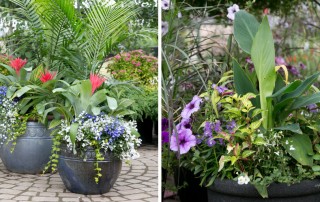 Container Gardens