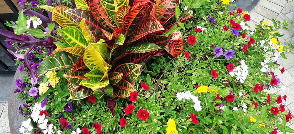 Variety of flowers in a container garden