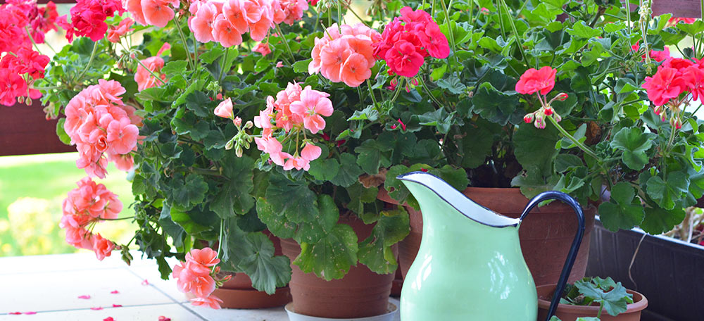 Pink flowers in pots next to a watering can