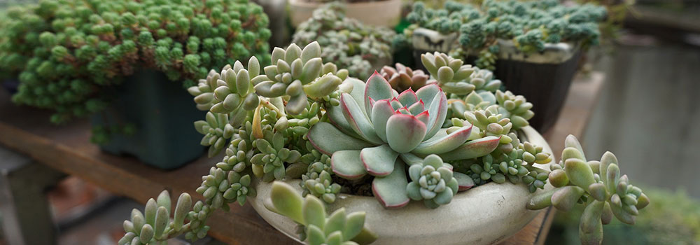 Succulent Container Garden