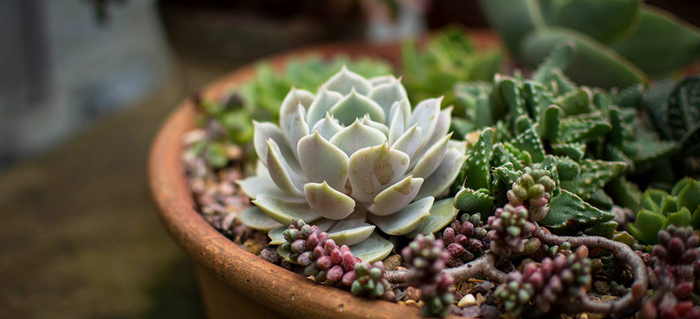 Succulent Container Garden