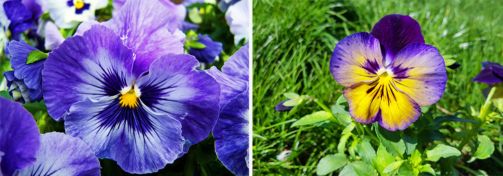 Ultra-violet flowers 