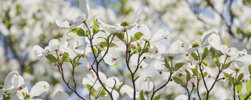 White blooms on a Dogwood shrub