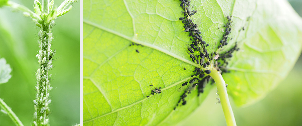 white and black aphids on plant stems