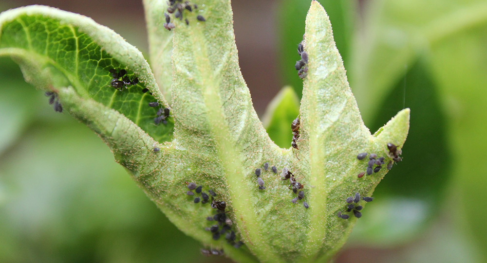 aphids damaging plant