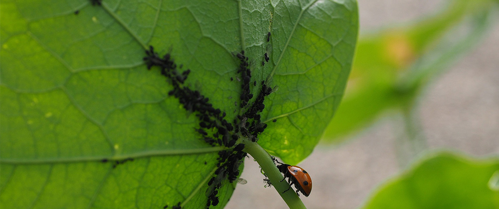 aphids on bottom of leaf with ladybug