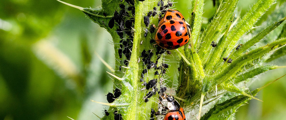 ladybug eating aphids on plant