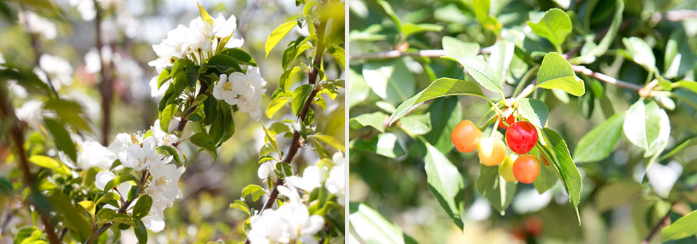 Apple blossoms and Evans Cherries