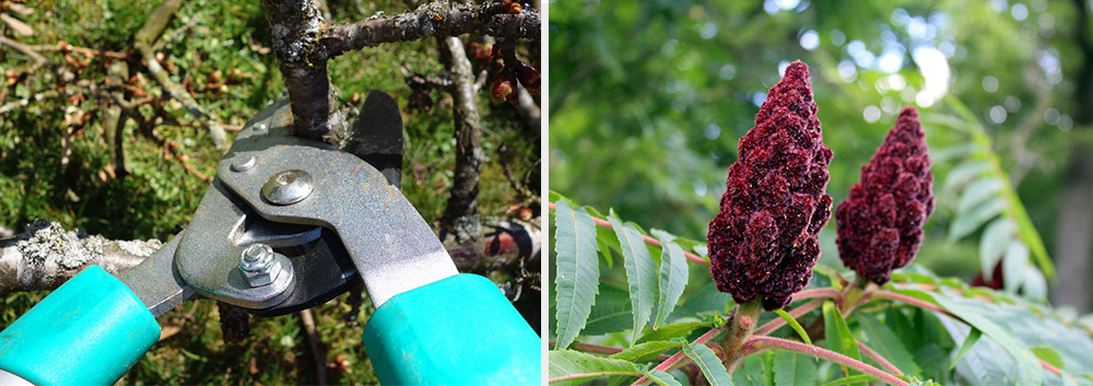 Pruning Shears and Sumac Tree