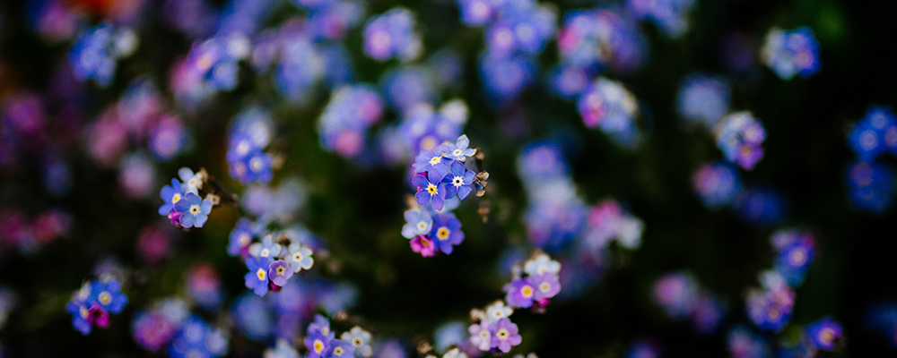 forget-me-not, Brunnera