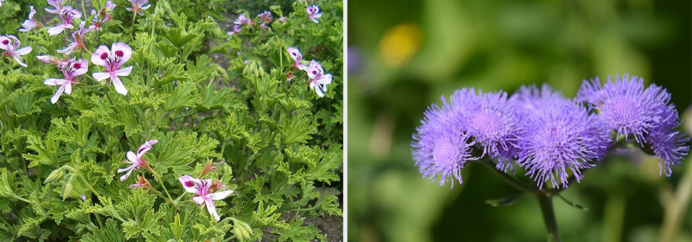 Citronella Geraniums and ageratum