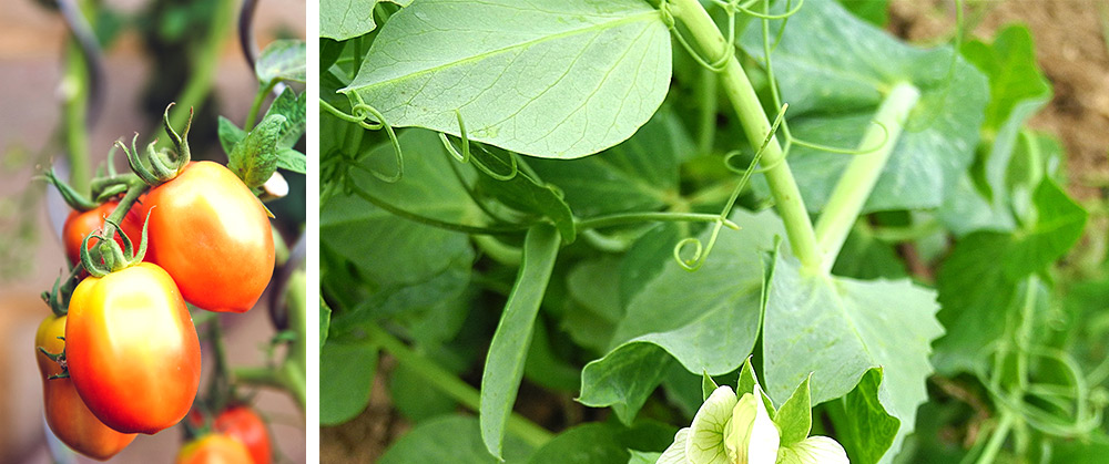 garden tomatoes and sweet peas 