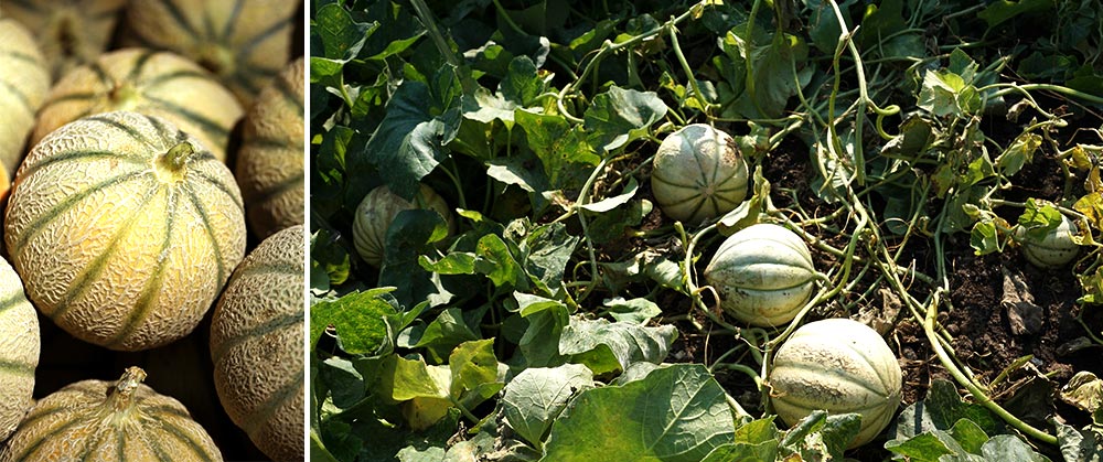 Muskmelon growing on vines