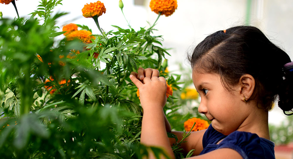 young girl looking at marigolds