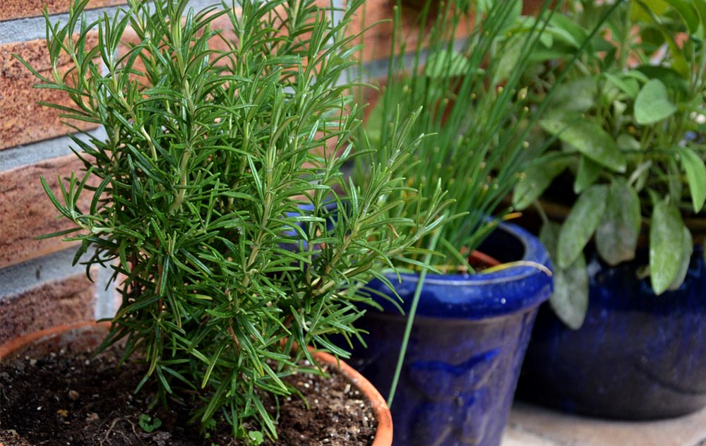 rosemary in brown pot