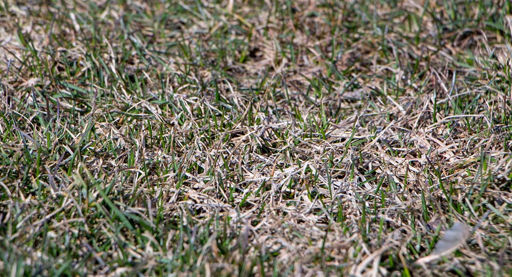dry patchy grass covered in mildew