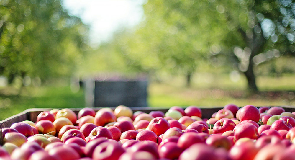 red apples in a large bin