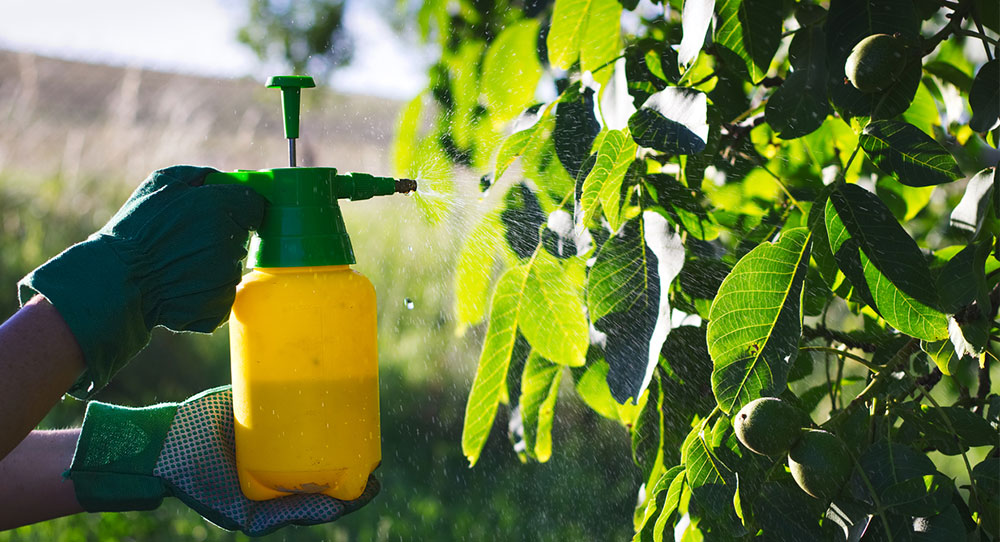 spraying pesticides on a plant