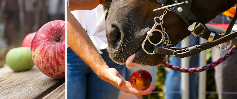 Delicious Healthy Apples for Horses