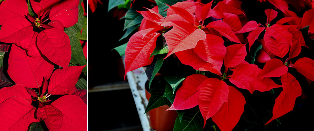 holiday red poinsettias
