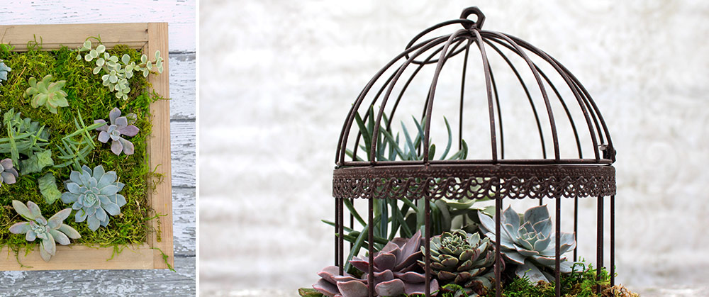 Succulent-Bird-Cages