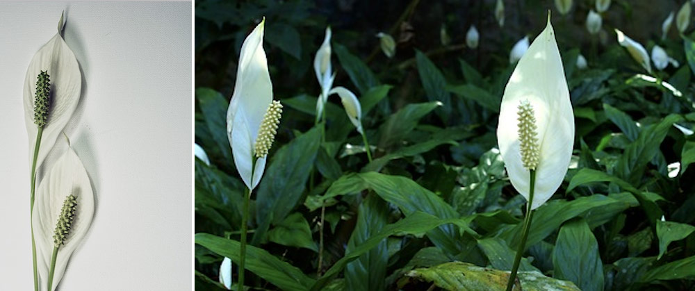 Peace Lily - Elegant and Stunning
