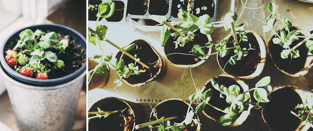 growing strawberry plants in pots