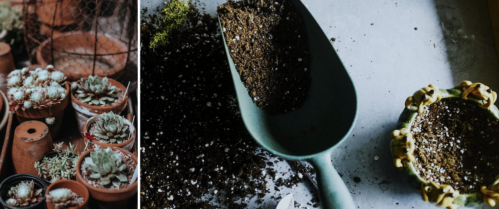 scucculents in pots (left), garden shovel filled with soil