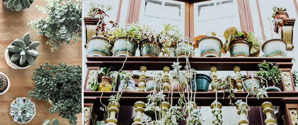 top view of succulent plants (left), multiple plants on shelf