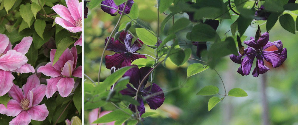 how to plant and prune clematis