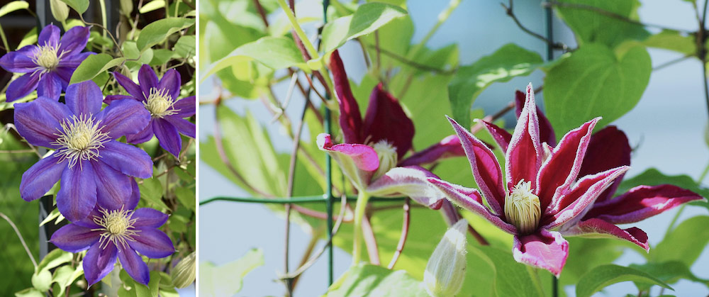 how to plant and prune clematis