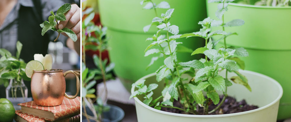 growing mint indoors and outdoors