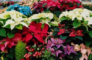 National Poinsettia Day @ Bauer's Market & Garden Center | La Crescent | Minnesota | United States