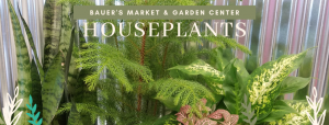 Pottery & Houseplant sale @ Bauer's Market & Garden Center | La Crescent | Minnesota | United States